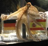 Paul Psychic Octopus